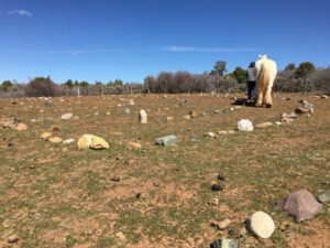 Labyrinth Walk with a Horse