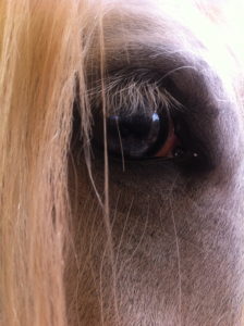 Eye of the horse