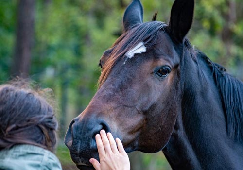 Adolescent with a horse